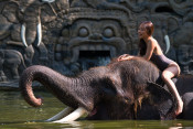 s: Elephant Bathe Combo's: photo #6