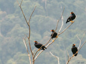 s: Morning Bliss Rainforest Bathing Experience: photo #2