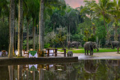 s: Picnic With an Elephant Tour: photo #2
