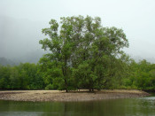 s: Mangrove River Cruise & Snorkeling: photo #2