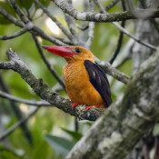 s: Birdwatching Tour – 2 Days: photo #4