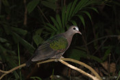 s: Naturalist Night Adventure (4-to-go): photo #5