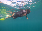 s: Introductory Dive (1 Dive + Unlimited Snorkeling at Pulau Payar): photo #1