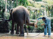 s: Elephant Park Admission: photo #4