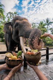 s: Picnic With an Elephant Tour: photo #3