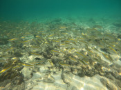 s: Snorkeling (Pulau Payar): photo #4
