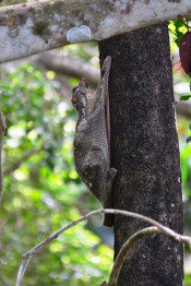 s: Rainforest Afterdark: photo #4
