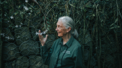 s: Remembering Jane - A Tribute to Dr. Jane Goodall: photo #1