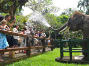 s: Elephant Park Combo's: photo #4