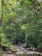 s: Malacca Gunung Datuk Rainforest Bathing: photo #2