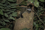 s: Naturalist Night Adventure (4-to-go): photo #7