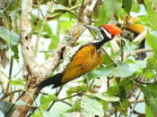 s: Birdwatching From Penang Island: photo #2