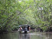 s: Langkawi Special Combo: Mangrove Boat Cruise + SkyCab Langkawi: photo #1