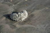 s: Desaru Beachlife & Tidepool Discovery: photo #3