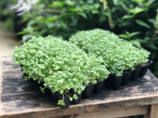 s: Edible Farm Tour and Microgreen Workshop: photo #4