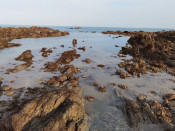 s: Desaru Beachlife & Tidepool Discovery: photo #4