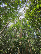 s: Morning Bliss Rainforest Bathing Experience: photo #1