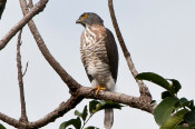 s: Desaru Coast Birdwatching: photo #3