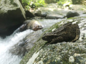 s: Langkawi Rainforest Experience: A Day of Adventure and Creativity: photo #3