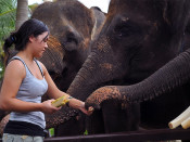 s: Elephant Park Admission: photo #3