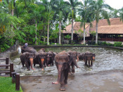 s: Elephant Safari: photo #2
