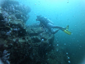 s: Fun Dive (Pulau Payar): photo #2
