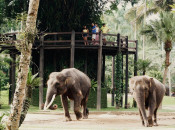 s: Elephant Park Admission: photo #5