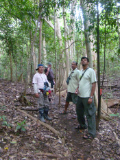 s: Rainforest Walking: photo #3