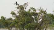 s: Day trip to Prek Toal bird sanctuary: photo #7