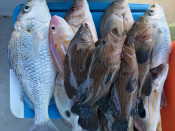 s: Fun Fishing Cruise by Saladin of Langkawi - Private: photo #3