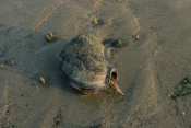 s: Intertidal Exploration: photo #3