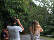 s: Rainforest Afterdark: photo #3