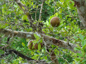 s: Langkawi Unesco Geopark Mangrove Cruise: photo #2