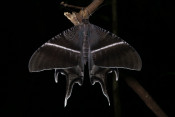 s: Naturalist Night Adventure (4-to-go): photo #4