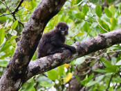 s: Langkawi Unesco Geopark Mangrove Cruise: photo #3