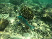 s: Snorkeling (Pulau Payar): photo #1