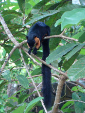 s: Morning Bliss Rainforest Bathing Experience: photo #4