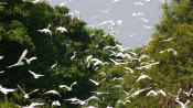 s: Day trip to Prek Toal bird sanctuary: photo #11