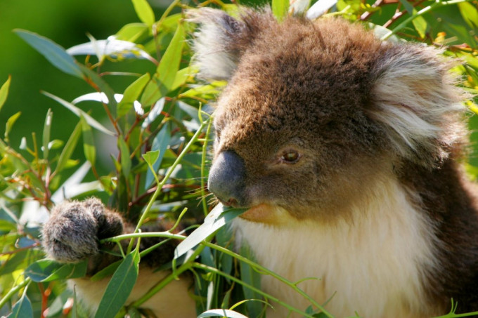 Puffing Billy and Healesville Sanctuary Tour – photo 4