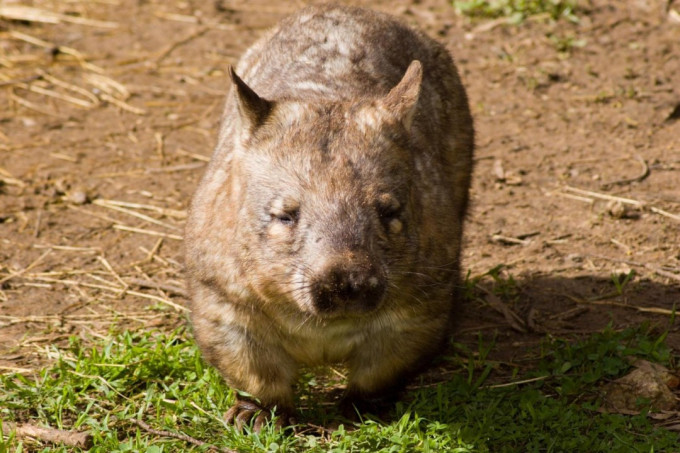 Puffing Billy and Healesville Sanctuary Tour – photo 5