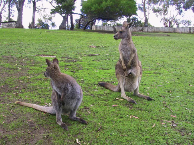 Richmond Village and Bonorong Wildlife Sanctuary Tour – photo 8