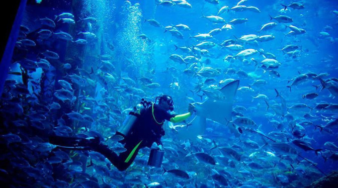 Dubai Aquarium and Underwater Zoo Ticket – photo 2