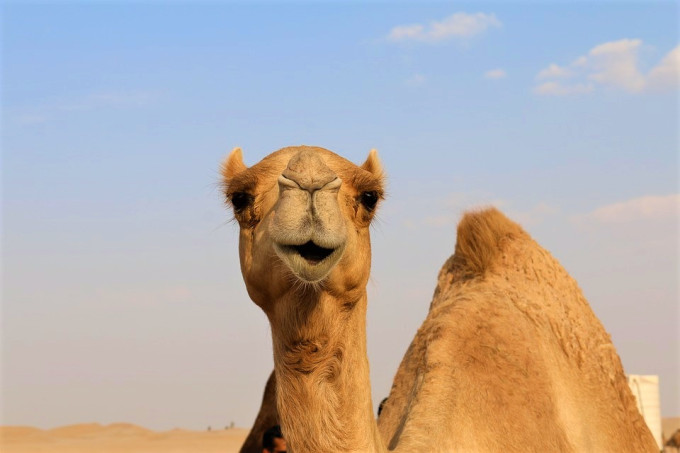 Morning Desert Safari Tour from Dubai – photo 4