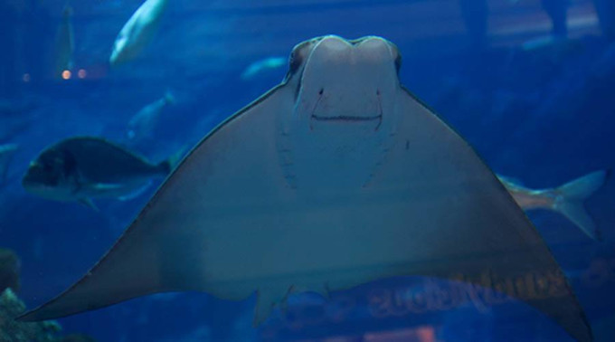 Dubai Aquarium and Underwater Zoo Ticket – photo 6