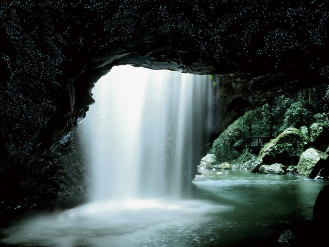 Springbrook National Park Night Tour – photo 7