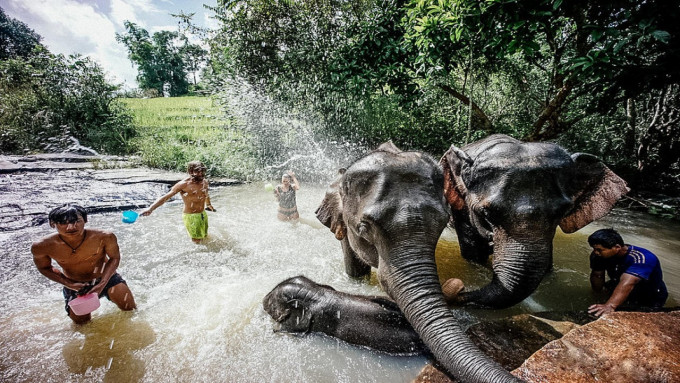 Elephant Jungle Sanctuary Chiang Mai Visit