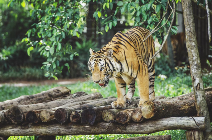 Vinpearl Safari Phu Quoc Ticket – photo 8