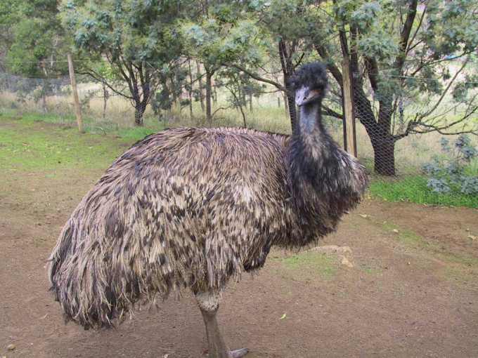 Richmond Village and Bonorong Wildlife Sanctuary Tour – photo 7