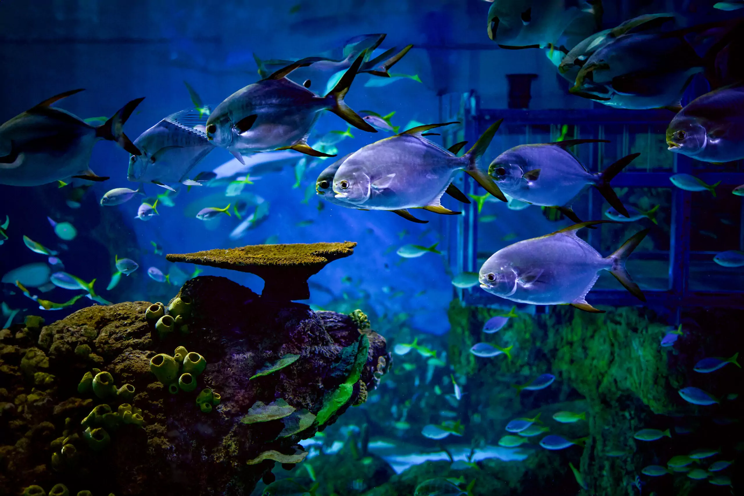 Marine Safari Bali Ticket