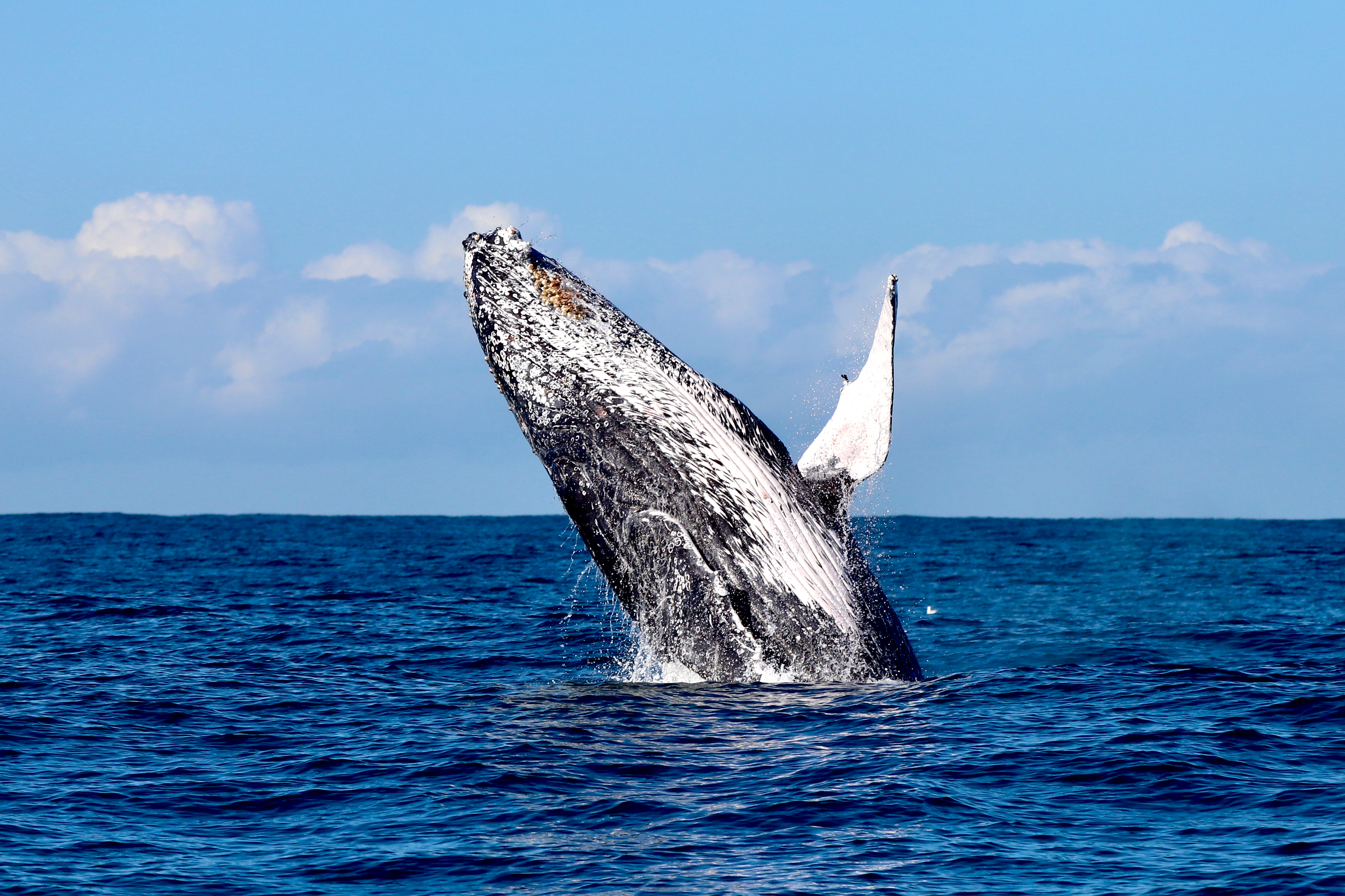 Newcastle Whale Watching Cruise aboard CoastXP